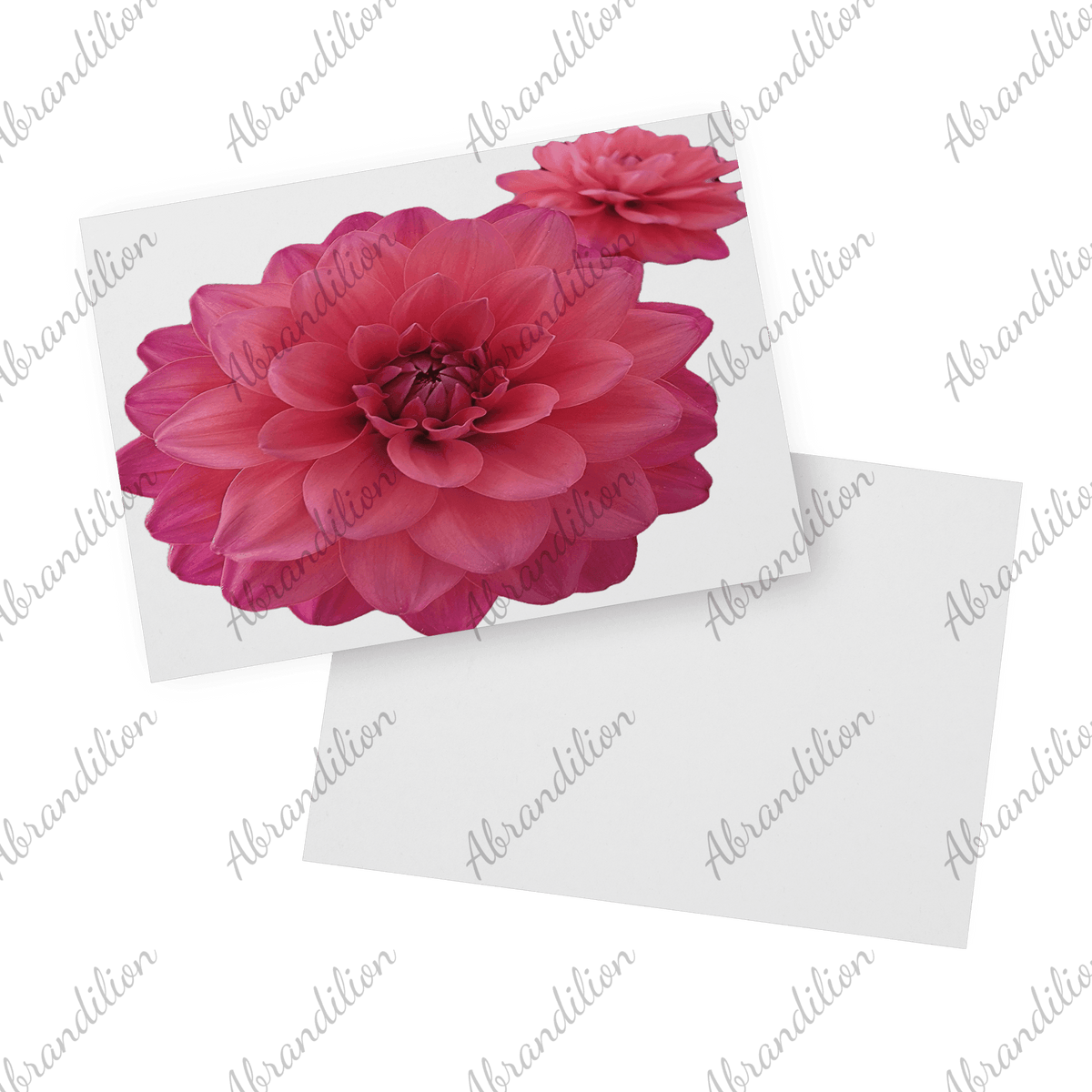 Pink Dahlia - Flat Card with Envelopes - abrandilion