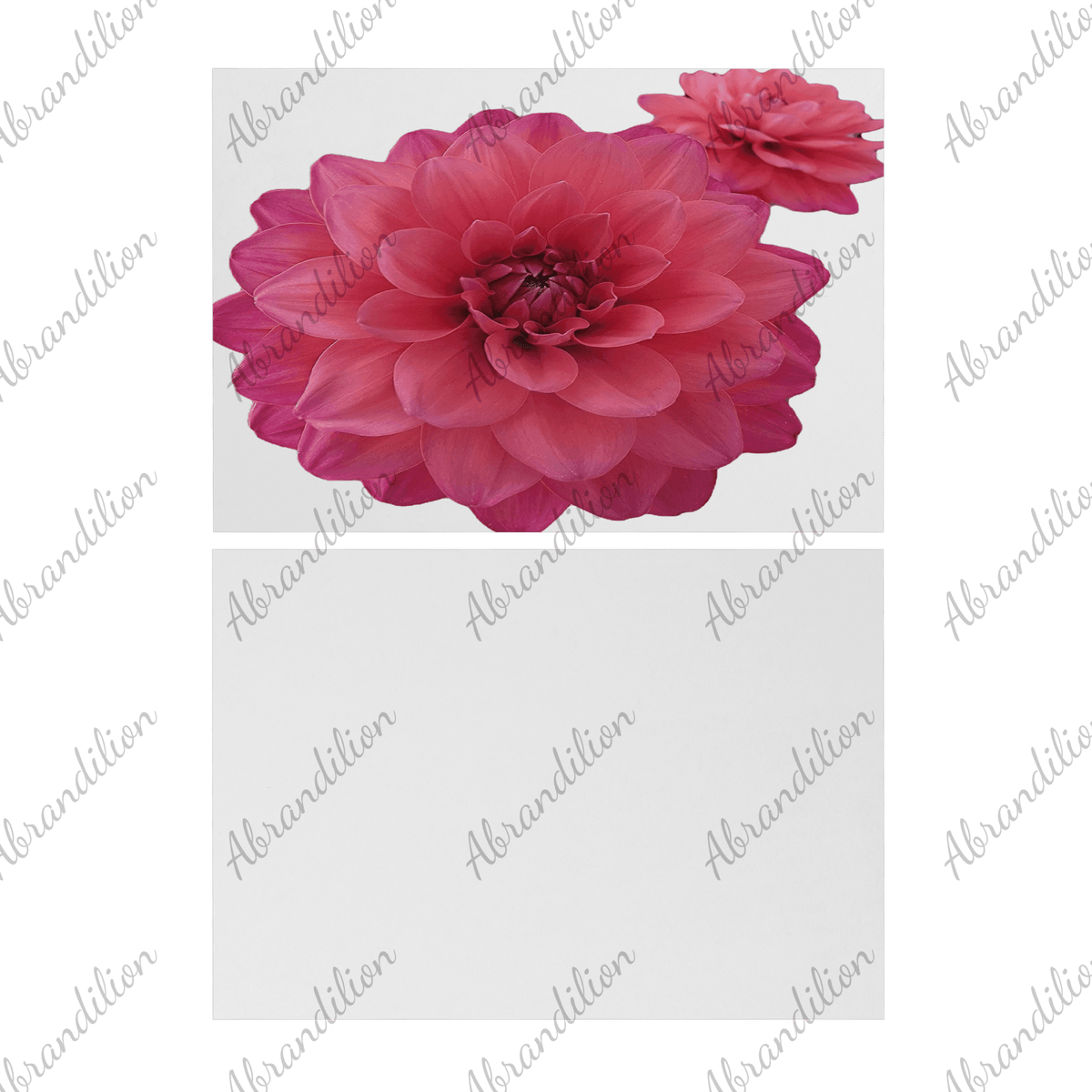 Pink Dahlia - Flat Card with Envelopes - abrandilion