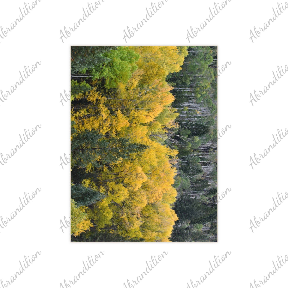 Colorado Aspen Ceramic Photo Tile - abrandilion