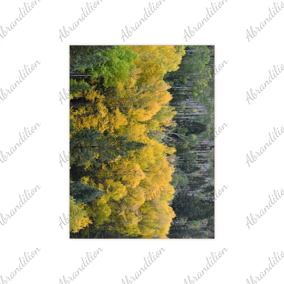 Colorado Aspen Ceramic Photo Tile - abrandilion
