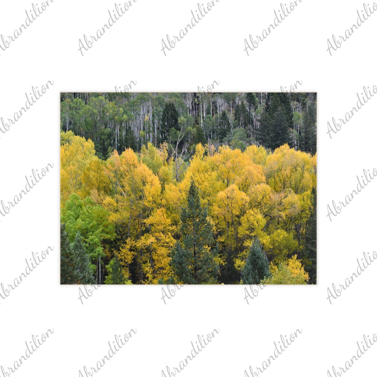 Colorado Aspen Ceramic Photo Tile - abrandilion