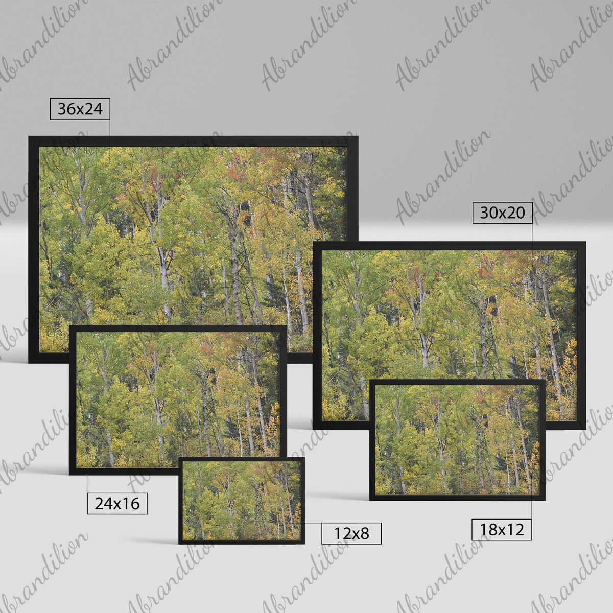 Colorado Aspens Framed Print | Wood Frame - abrandilion