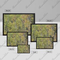 Colorado Aspens Framed Print | Wood Frame - abrandilion