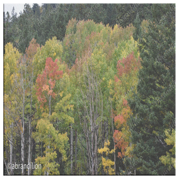 Colorado Fall Square Canvas Wrap - abrandilion