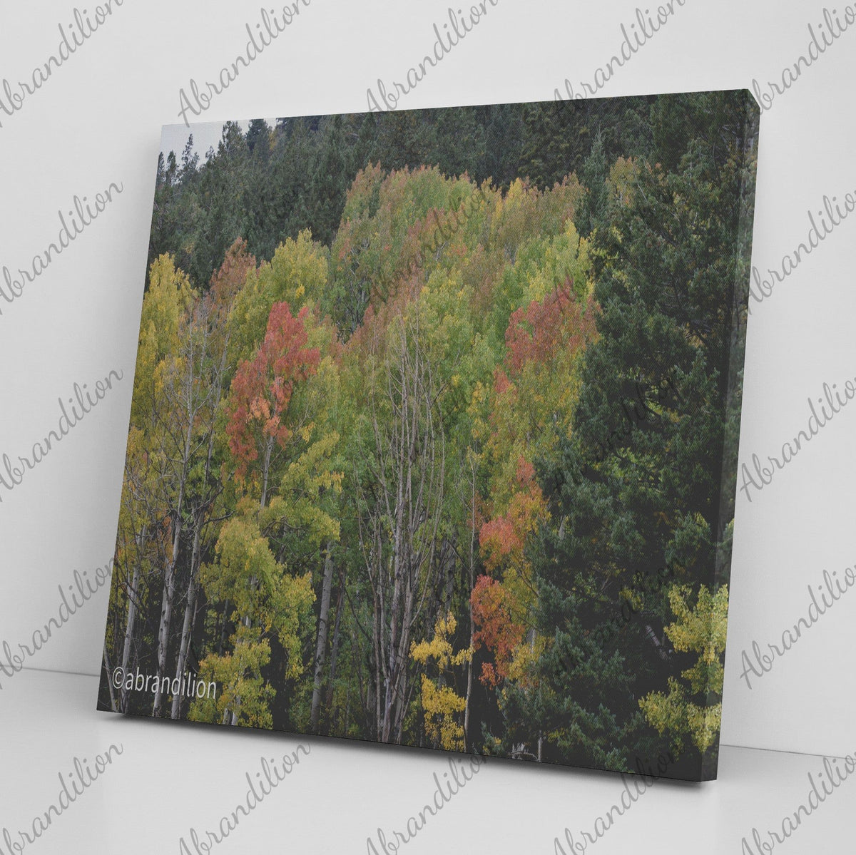 Colorado Fall Square Canvas Wrap - abrandilion