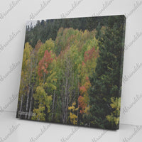 Colorado Fall Square Canvas Wrap - abrandilion