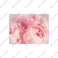 Pink Peony Ceramic Photo Tile - abrandilion