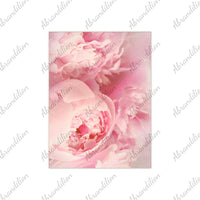 Pink Peony Ceramic Photo Tile - abrandilion