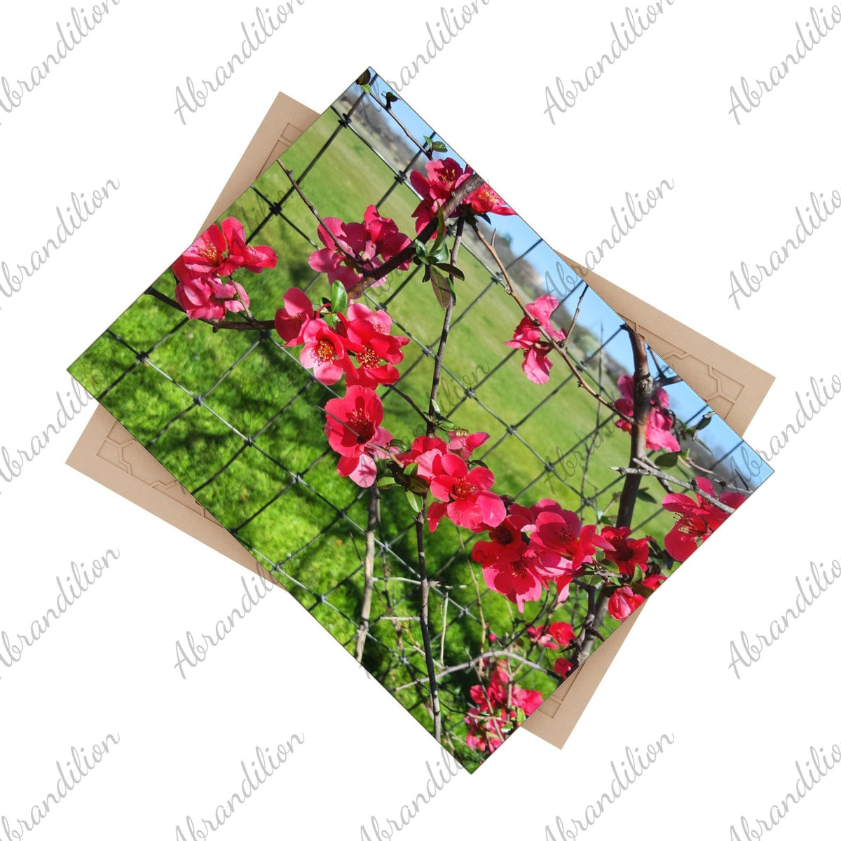 Ceramic Photo Tile - Pink Flower Blossom Wall Art (Garden Fence Floral Photo) - abrandilion