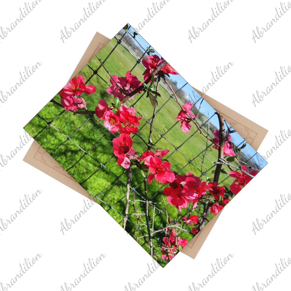 Ceramic Photo Tile - Pink Flower Blossom Wall Art (Garden Fence Floral Photo) - abrandilion