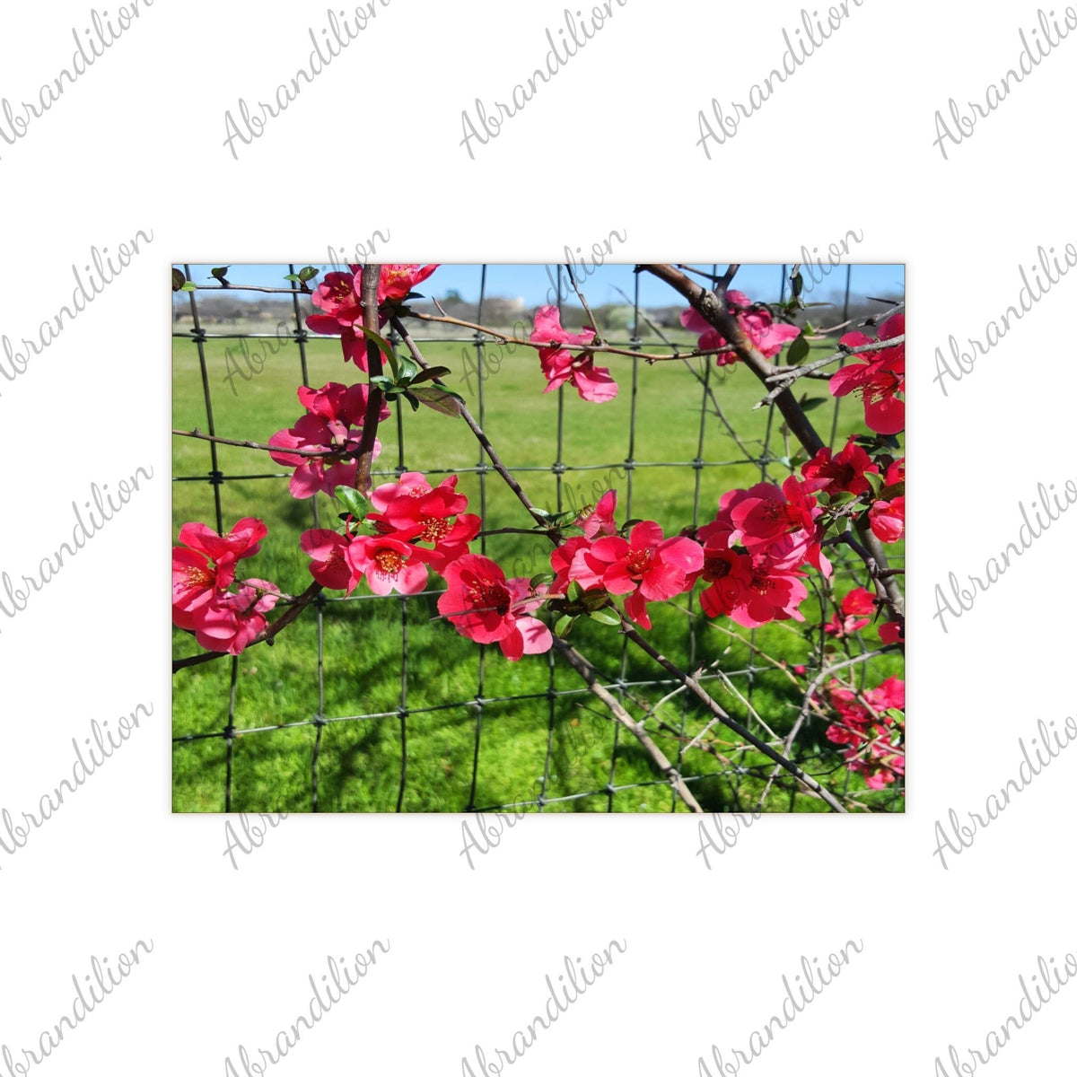 Ceramic Photo Tile - Pink Flower Blossom Wall Art (Garden Fence Floral Photo) - abrandilion