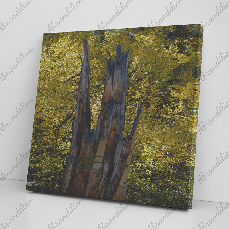 Colorado Tree Stump Fall Colors Canvas Wrap - abrandilion