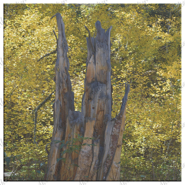 Colorado Tree Stump Fall Colors Canvas Wrap - abrandilion