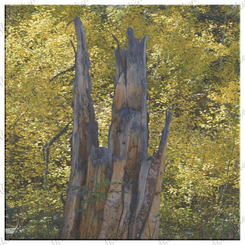 Colorado Tree Stump Fall Colors Canvas Wrap - abrandilion