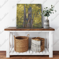 Colorado Tree Stump Fall Colors Canvas Wrap - abrandilion