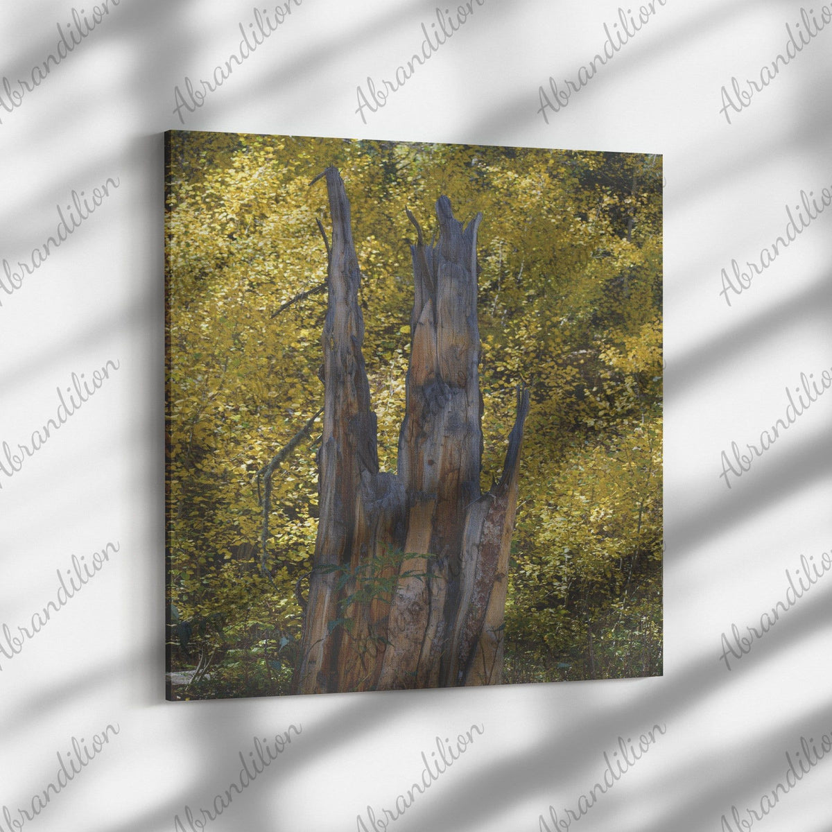 Colorado Tree Stump Fall Colors Canvas Wrap - abrandilion