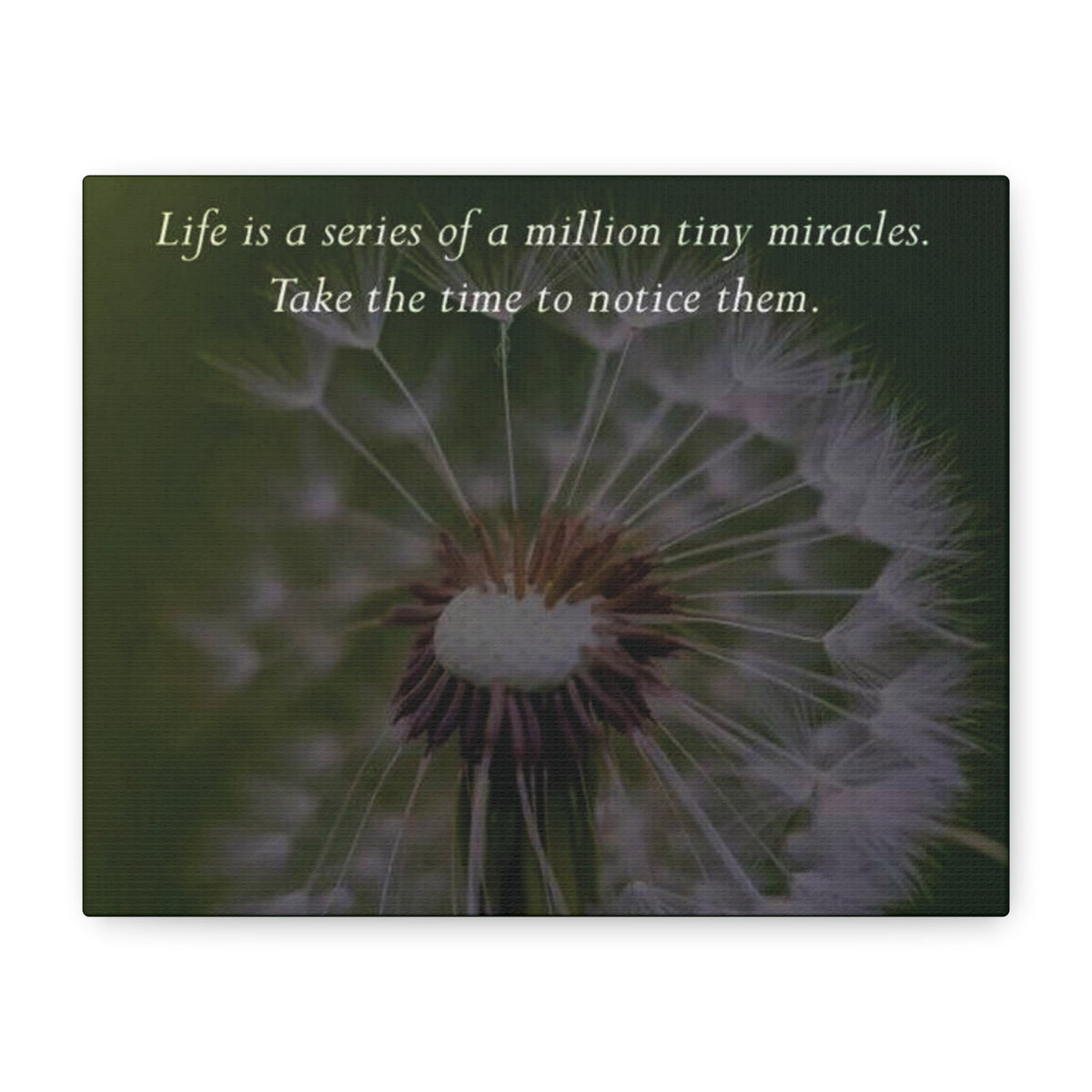 Dandelion Quote Canvas – "Life is a series of a million tiny miracles" Stretched Wall Art - abrandilion