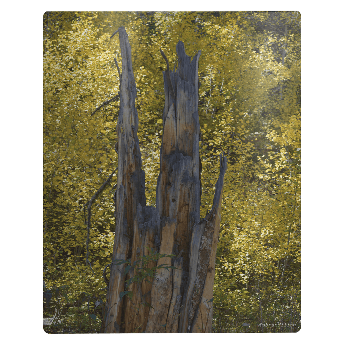 Faces in the Tree - Metal Panel - abrandilion