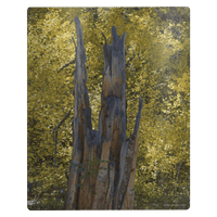 Faces in the Tree - Metal Panel - abrandilion