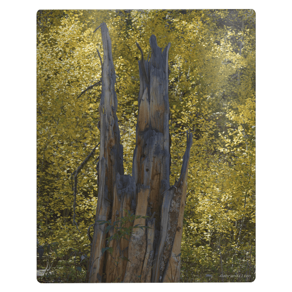 Faces in the Tree - Metal Panel - abrandilion