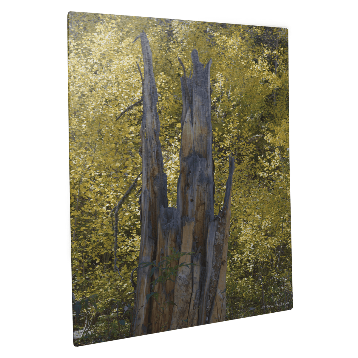 Faces in the Tree - Metal Panel - abrandilion