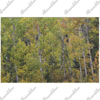 Fall Colors Aspen | Jigsaw Puzzle - abrandilion