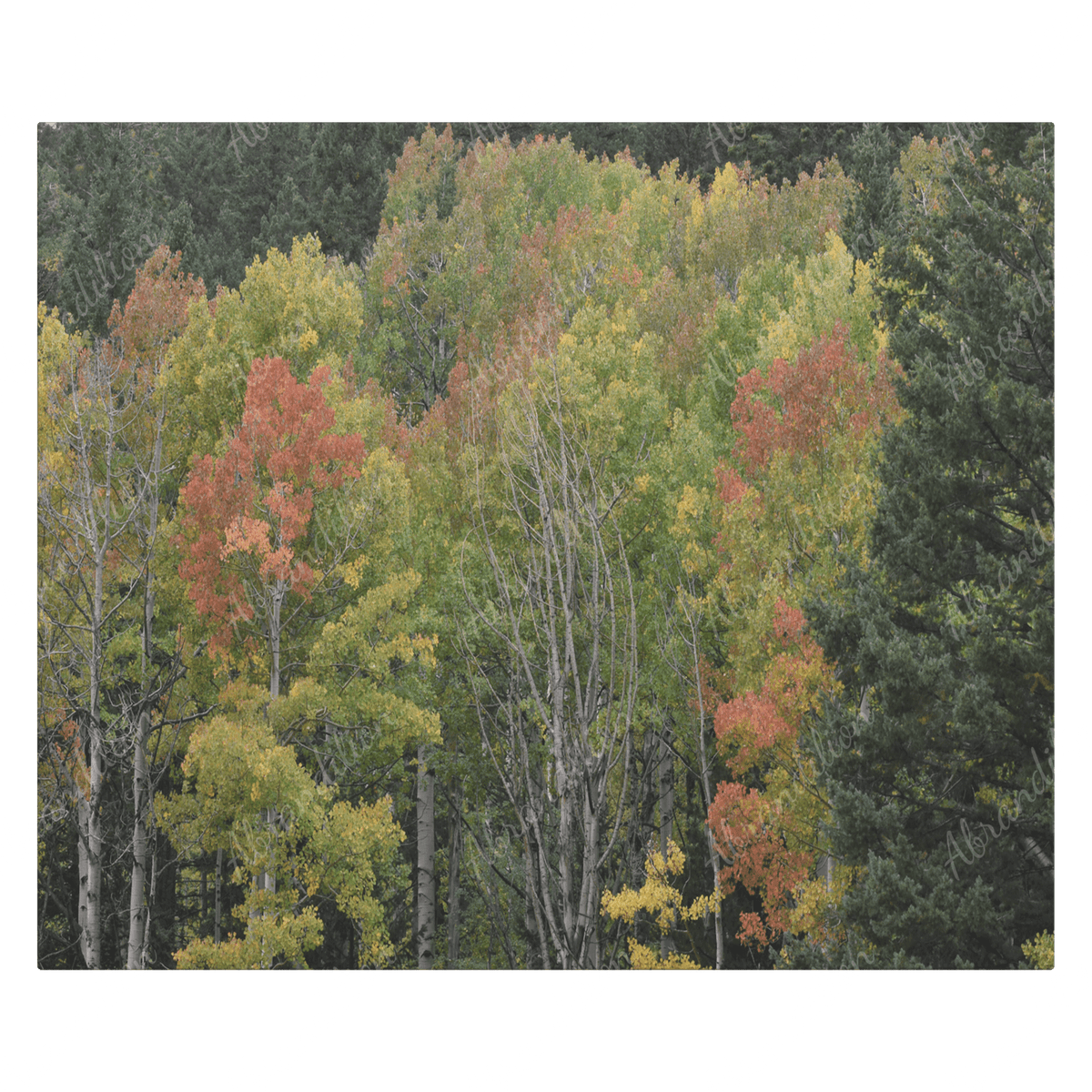 Fall Colors - Colorado Canvas - abrandilion