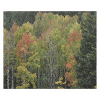 Fall Colors - Colorado Canvas - abrandilion