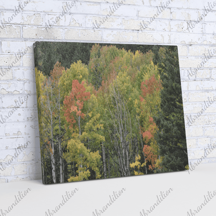 Fall Colors - Colorado Canvas - abrandilion