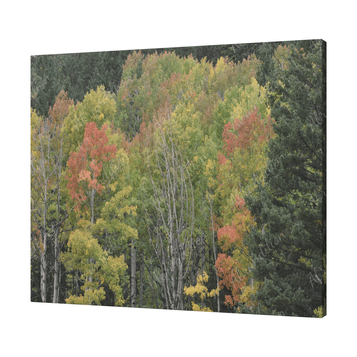 Fall Colors - Colorado Canvas - abrandilion