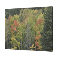 Fall Colors - Colorado Canvas - abrandilion