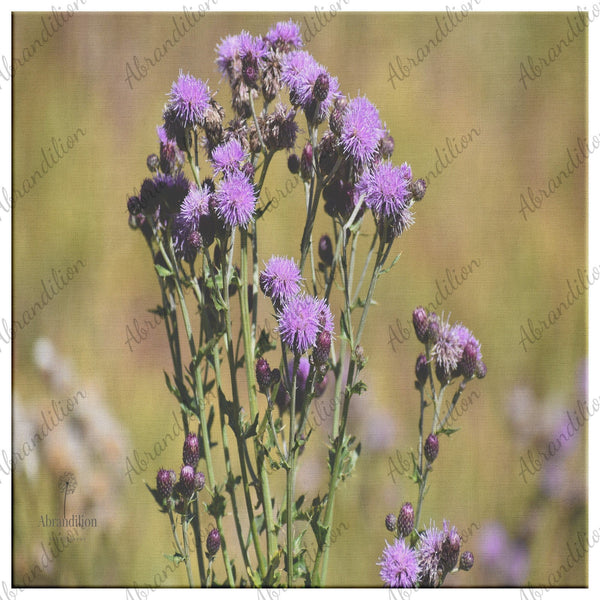 Mountain Wildflower - Purple - Canvas Wrap - abrandilion