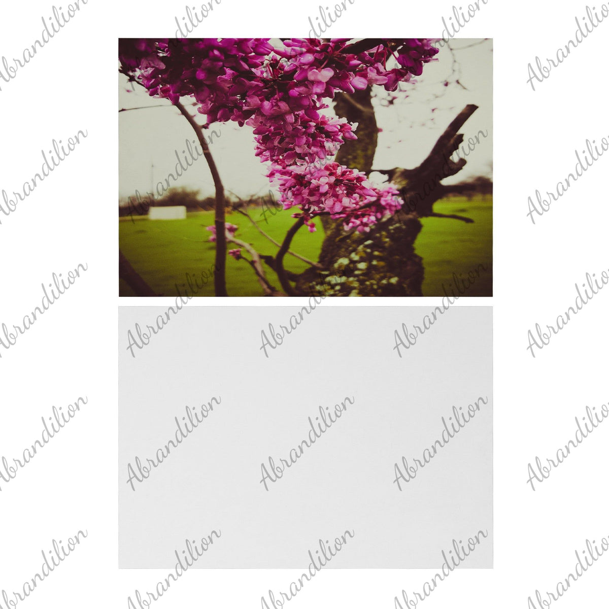 Pink Blooms | Flat Card - abrandilion