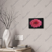Pink Dahlia Canvas Wall Art — Stretched 0.75" Floral Print on Black - abrandilion