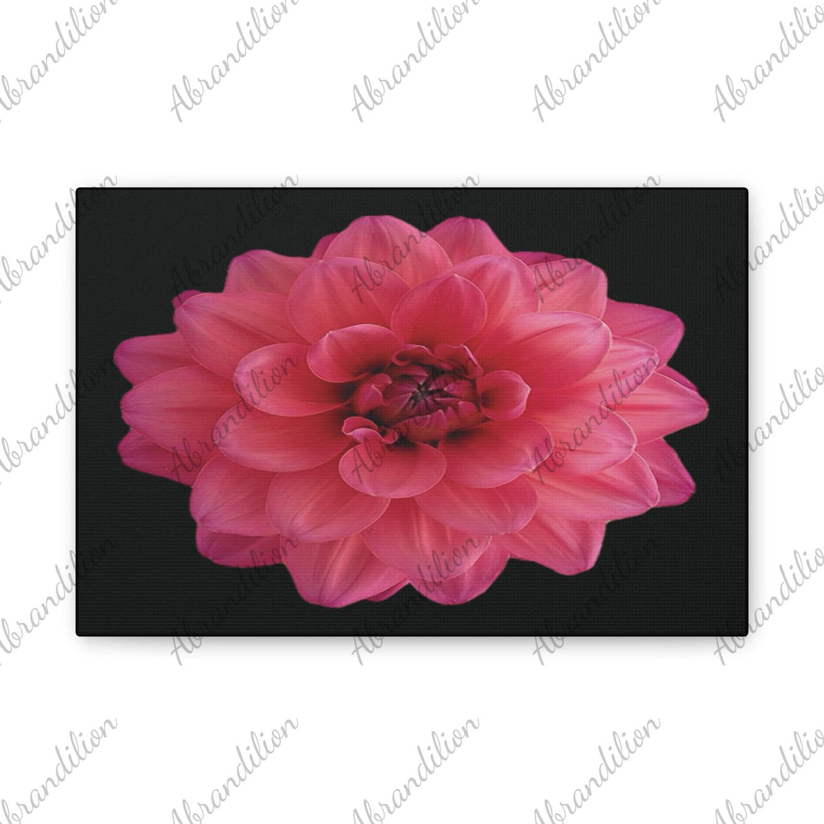 Pink Dahlia Canvas Wall Art — Stretched 0.75" Floral Print on Black - abrandilion