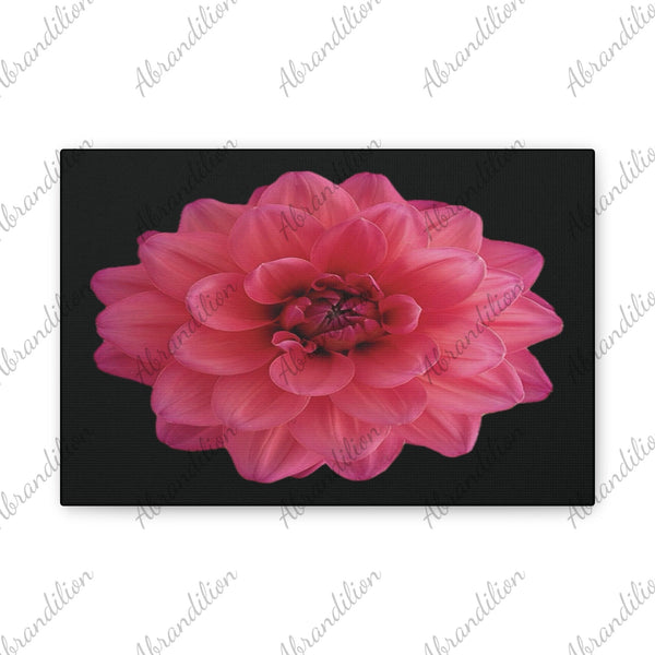 Pink Dahlia Canvas Wall Art — Stretched 0.75" Floral Print on Black - abrandilion