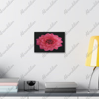 Pink Dahlia Canvas Wall Art — Stretched 0.75" Floral Print on Black - abrandilion