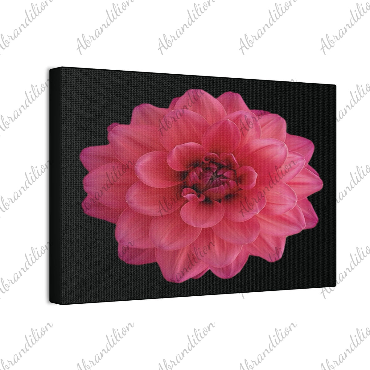 Pink Dahlia Canvas Wall Art — Stretched 0.75" Floral Print on Black - abrandilion
