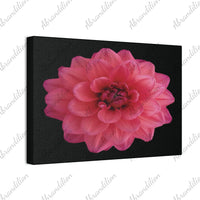 Pink Dahlia Canvas Wall Art — Stretched 0.75" Floral Print on Black - abrandilion