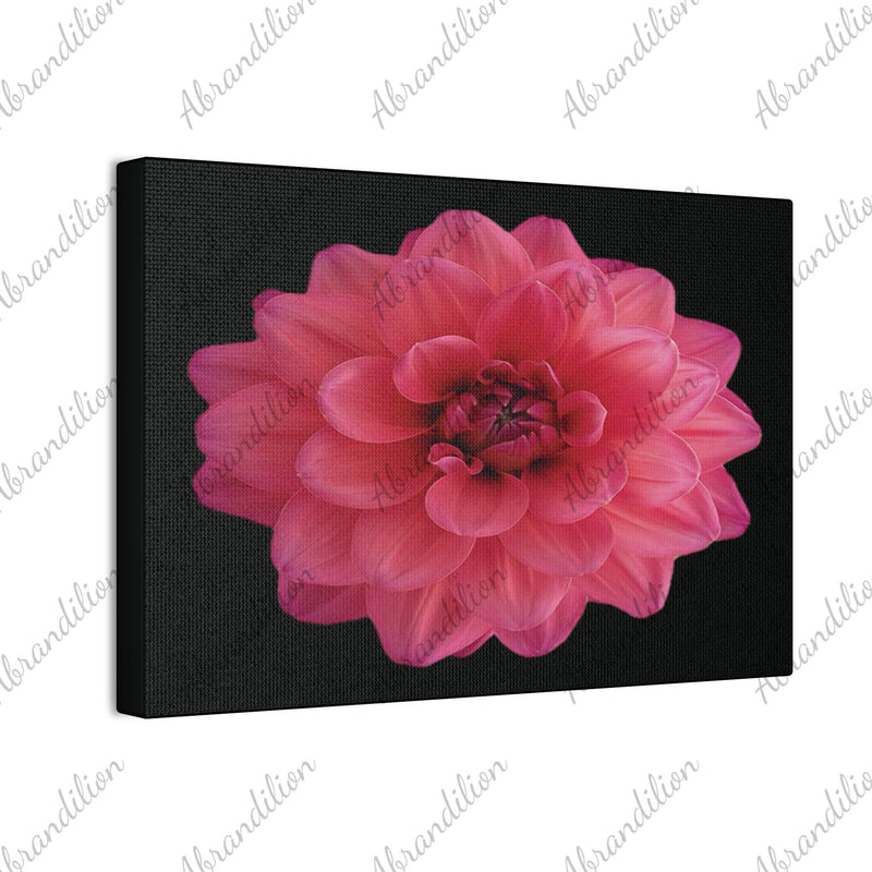 Pink Dahlia Canvas Wall Art — Stretched 0.75" Floral Print on Black - abrandilion