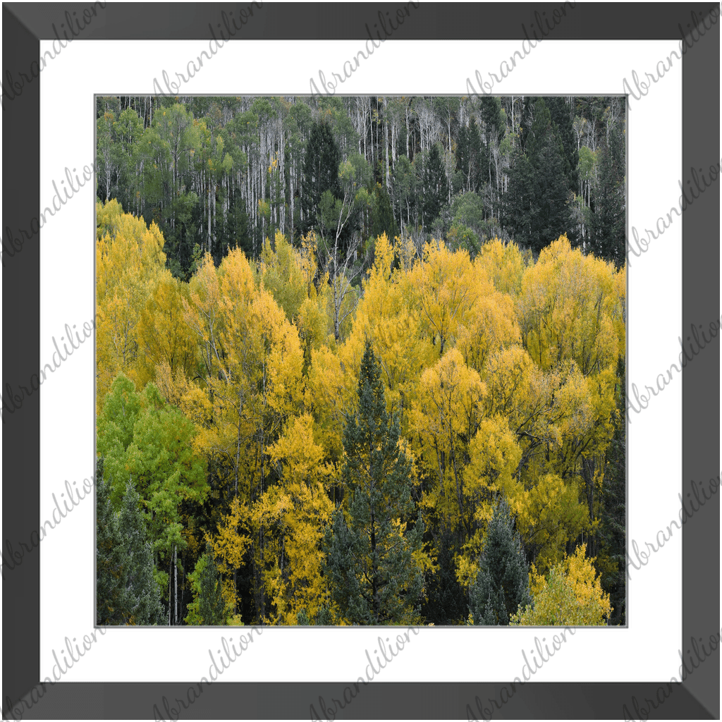 Premium Framed Print | Colorado Fall - abrandilion