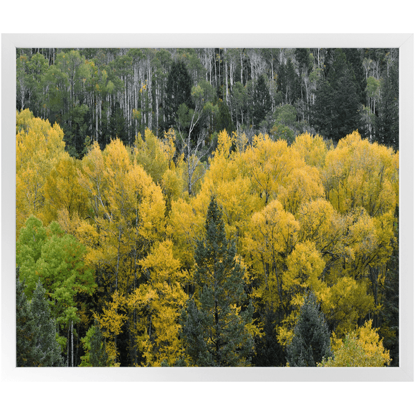 Premium Framed Print | Colorado Fall - abrandilion