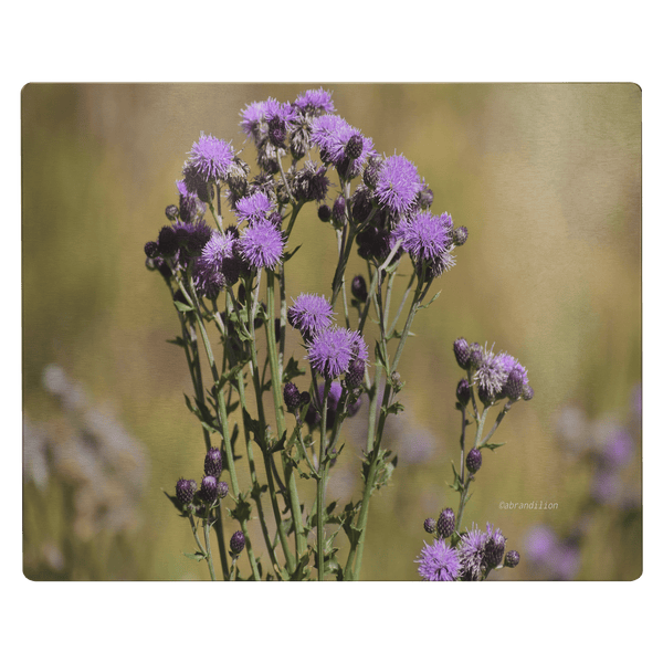 Purple Thistle - Metal Panel - abrandilion