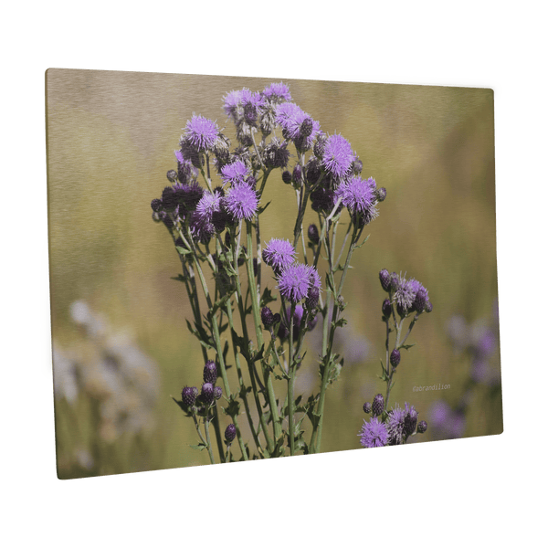 Purple Thistle - Metal Panel - abrandilion