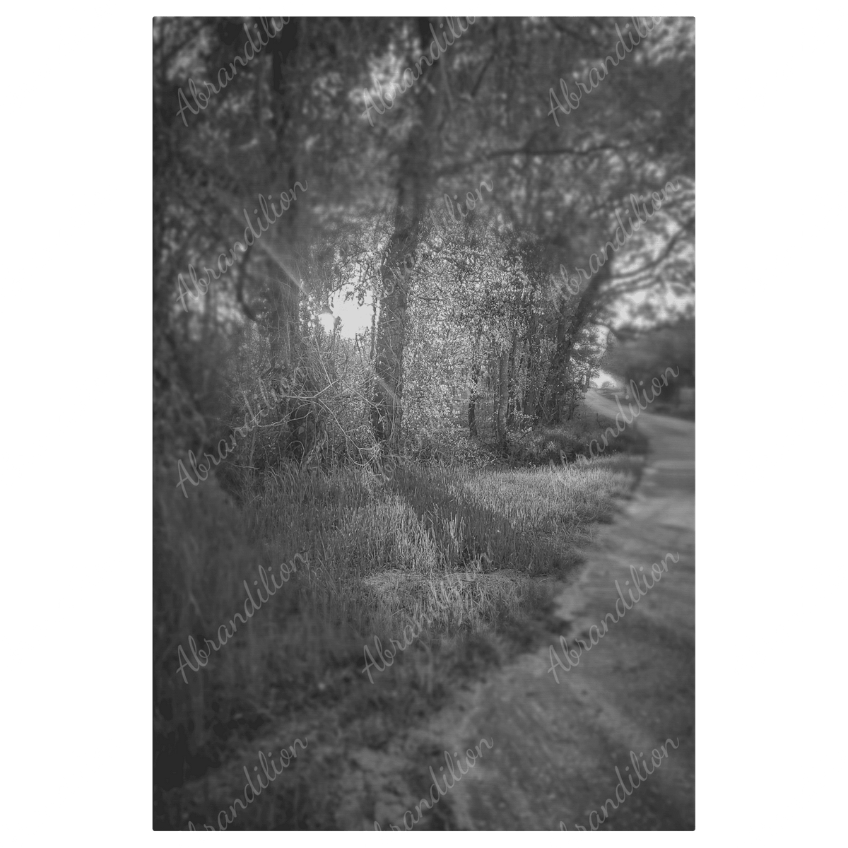 Sun Shining Through Trees - Black and White - Wall Art - abrandilion