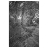 Sun Shining Through Trees - Black and White - Wall Art - abrandilion