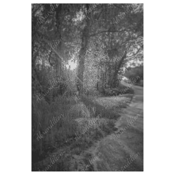 Sun Shining Through Trees - Black and White - Wall Art - abrandilion