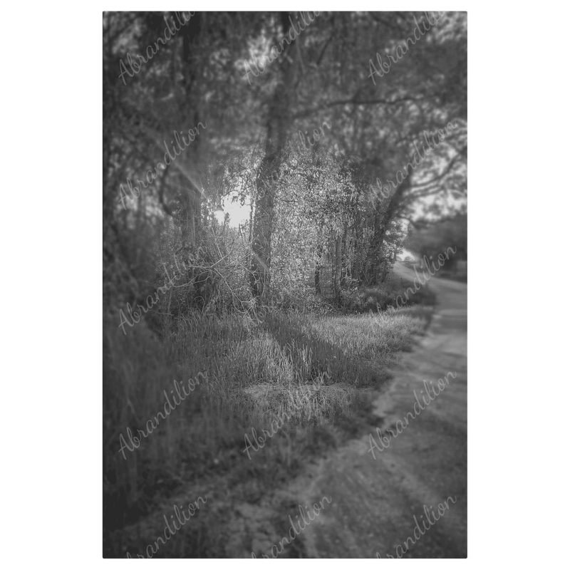 Sun Shining Through Trees - Black and White - Wall Art - abrandilion