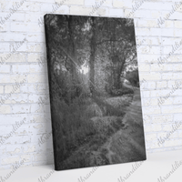 Sun Shining Through Trees - Black and White - Wall Art - abrandilion