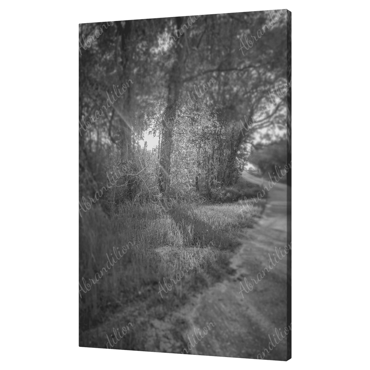 Sun Shining Through Trees - Black and White - Wall Art - abrandilion